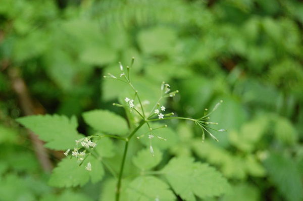 sweet cicely