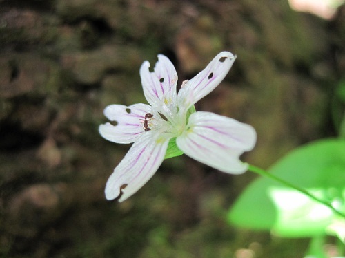 Wood Sorrel