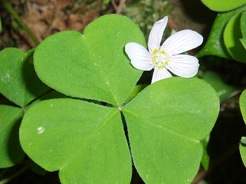 Wood Sorrel