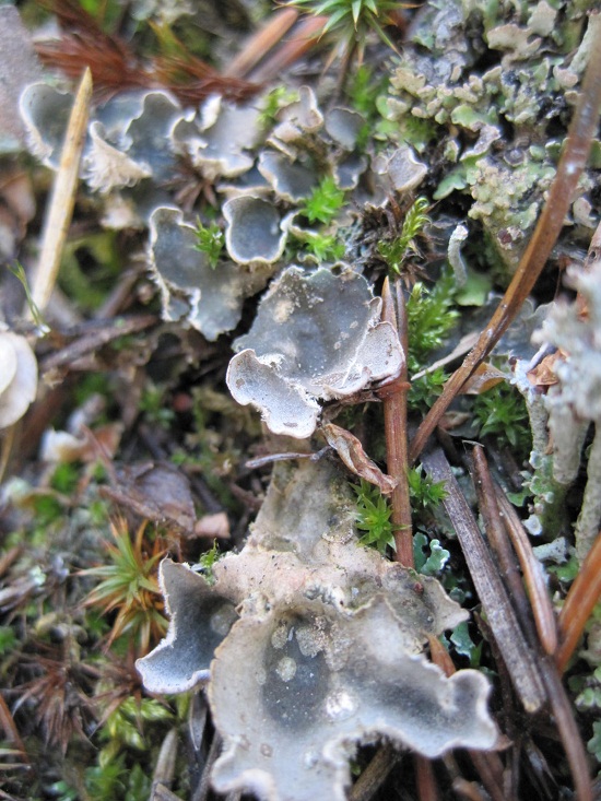 peltigera