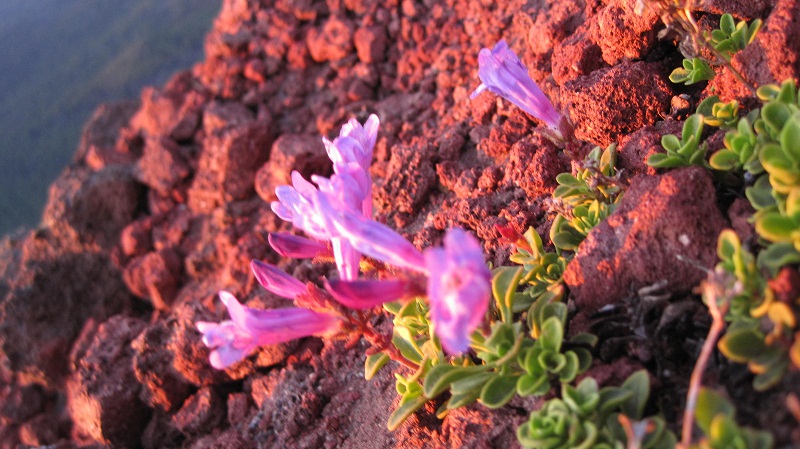 Davidson's Penstemon