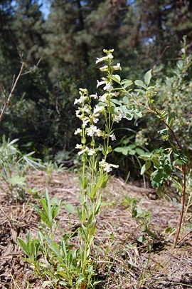 hot rock penstemon