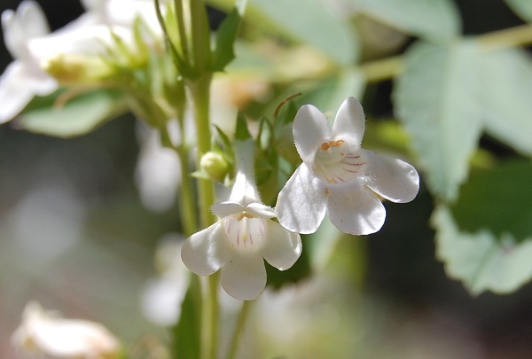 hot rock penstemon