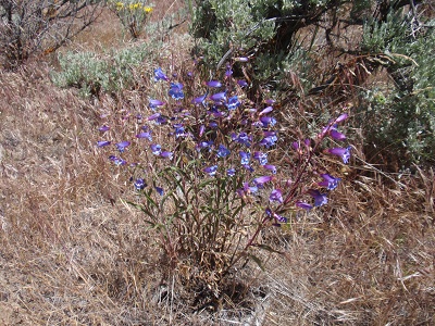 penstemon