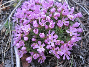 Hood's Phlox