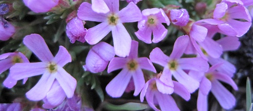 Hood's Phlox