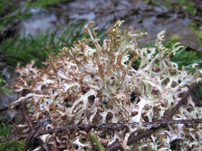 Rag Lichen