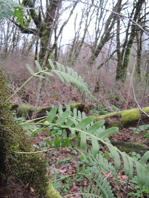 licorice fern