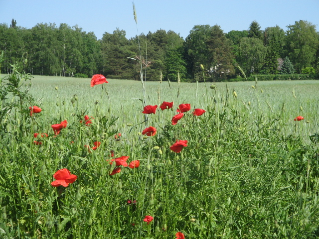 Poppies in a Field