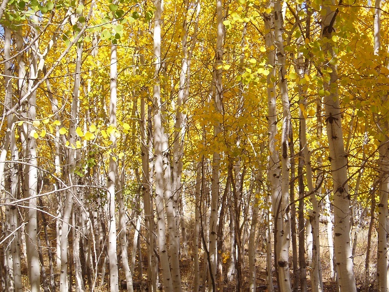 quaking aspen