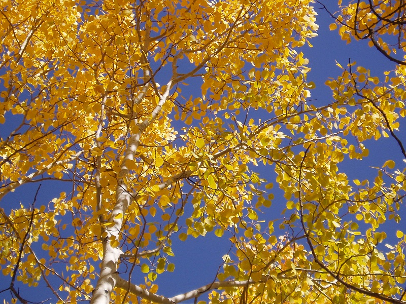 quaking aspen