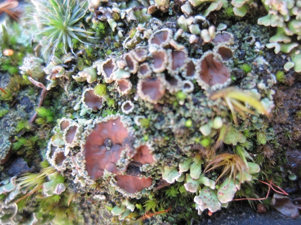 Psoroma lichen