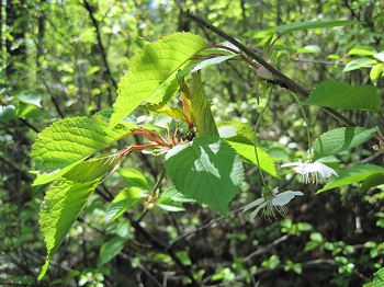 oregon crab apple
