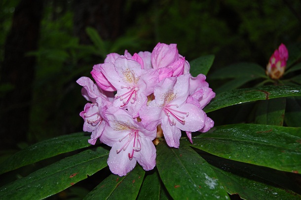 rhodendron