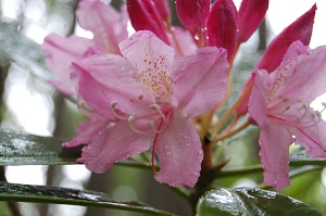 rhodendron