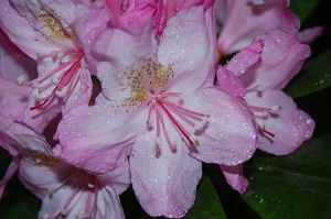 rhodendron