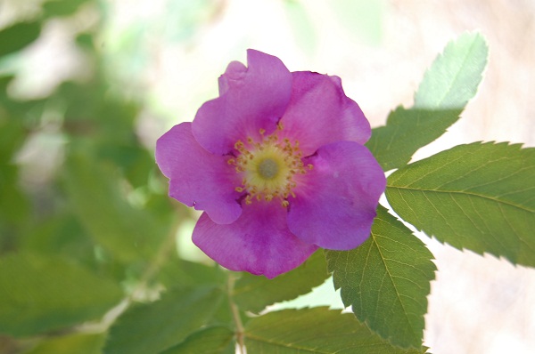 nootka rose