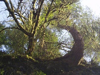 contorted tree