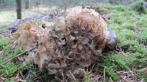 Cauliflower Mushroom
