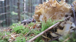 Cauliflower Mushroom