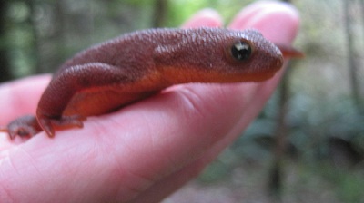 Rough Skinned Newt