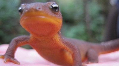 rough skinned newt
