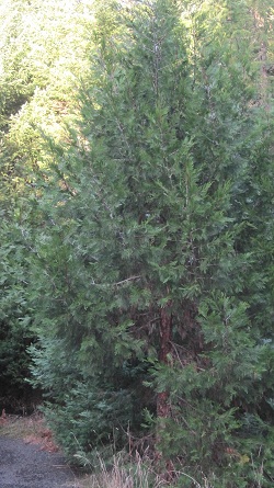 Thuja plicata