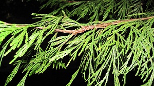 Thuja plicata