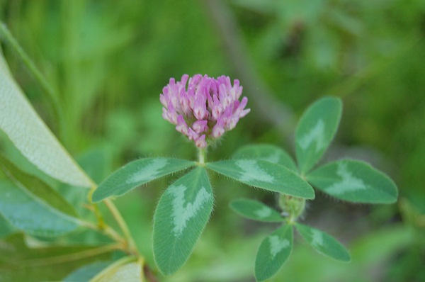 clover