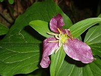 Trillium flower
