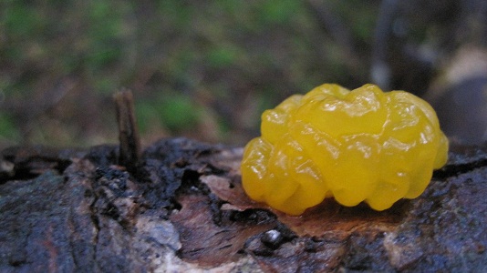 Witch&lsquo;s Butter