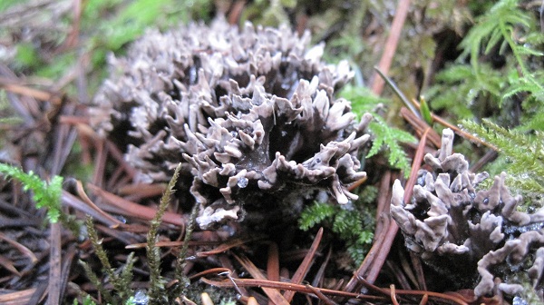 Stag&lsquo;s Horn Fungus