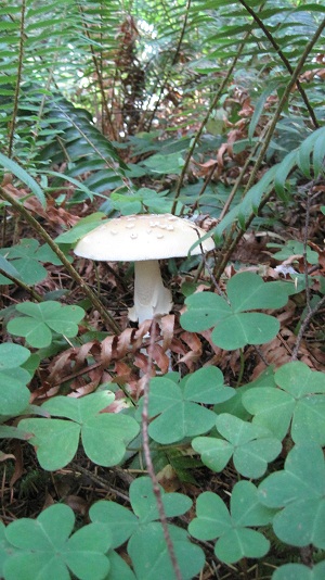 Amanita